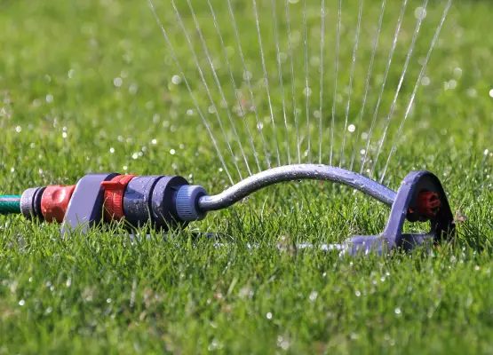 Bewässerungstipps für verschiedene Jahreszeiten: Hydratation für die Pflanzengesundheit