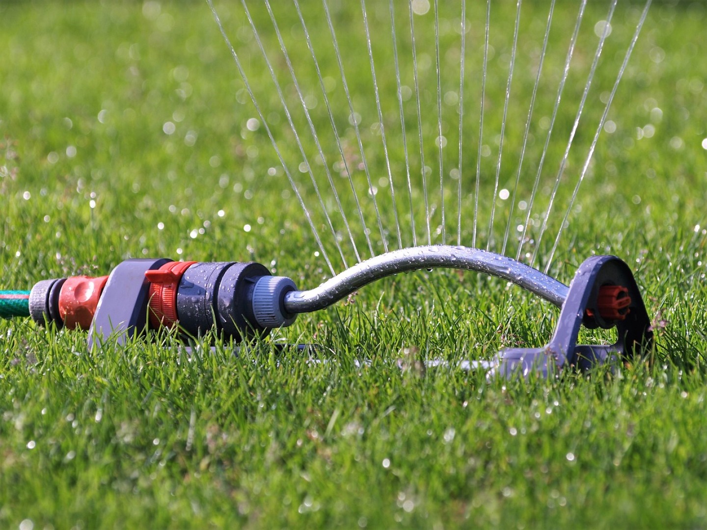 Bewässerungstipps für verschiedene Jahreszeiten: Hydratation für die Pflanzengesundheit